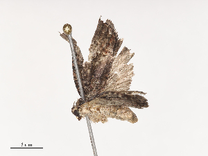  ( - CBG-A44305-A05)  @11 [ ] CreativeCommons - Attribution Share - Alike (2024) CBG Photography Group Centre for Biodiversity Genomics