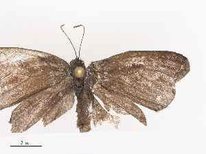  ( - CBG-A44305-B12)  @11 [ ] CreativeCommons - Attribution Share - Alike (2024) CBG Photography Group Centre for Biodiversity Genomics