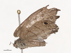  ( - CBG-A44305-C03)  @11 [ ] CreativeCommons - Attribution Share - Alike (2024) CBG Photography Group Centre for Biodiversity Genomics