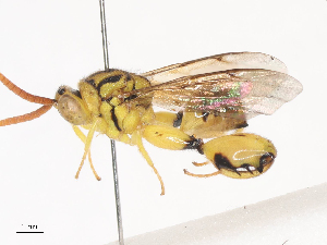  (chalMalaise01 Malaise3398 - CBG-A44305-F09)  @11 [ ] CreativeCommons - Attribution Share - Alike (2024) CBG Photography Group Centre for Biodiversity Genomics