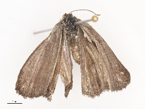  ( - CBG-A44306-B01)  @11 [ ] CreativeCommons - Attribution Share - Alike (2024) CBG Photography Group Centre for Biodiversity Genomics