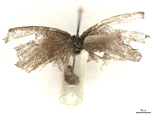  ( - CBG-A44306-F07)  @11 [ ] CreativeCommons - Attribution Share-Alike (2024) CBG Photography Group Centre for Biodiversity Genomics