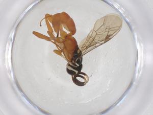  ( - CBG-A41232-D08)  @11 [ ] CreativeCommons - Attribution Share - Alike (2024) Centre for Biodiversity Genomics Centre for Biodiversity Genomics