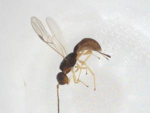  ( - CBG-A41235-C02)  @11 [ ] CreativeCommons - Attribution Share - Alike (2024) Centre for Biodiversity Genomics Centre for Biodiversity Genomics