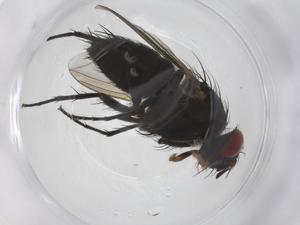  ( - CBG-A41238-A05)  @11 [ ] CreativeCommons - Attribution Share - Alike (2024) Centre for Biodiversity Genomics Centre for Biodiversity Genomics