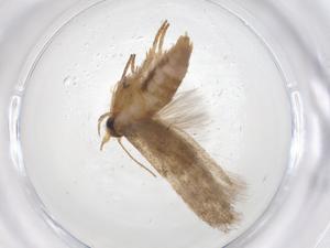  (Blastobasis Malaise0397 - CBG-A41238-D01)  @11 [ ] CreativeCommons - Attribution Share - Alike (2024) Centre for Biodiversity Genomics Centre for Biodiversity Genomics