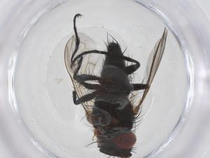  ( - CBG-A41238-F04)  @11 [ ] CreativeCommons - Attribution Share - Alike (2024) Centre for Biodiversity Genomics Centre for Biodiversity Genomics