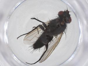  ( - CBG-A41238-G10)  @11 [ ] CreativeCommons - Attribution Share - Alike (2024) Centre for Biodiversity Genomics Centre for Biodiversity Genomics