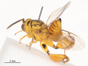  (chalMalaise6022 - CBG-A41847-B08)  @11 [ ] CreativeCommons - Attribution Share - Alike (2024) CBG Photography Group Centre for Biodiversity Genomics