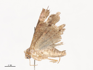  ( - CBG-A41848-G08)  @11 [ ] CreativeCommons - Attribution Share - Alike (2024) CBG Photography Group Centre for Biodiversity Genomics