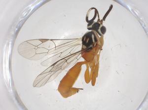  ( - CBG-A42514-C06)  @11 [ ] CreativeCommons - Attribution Share - Alike (2024) Centre for Biodiversity Genomics Centre for Biodiversity Genomics