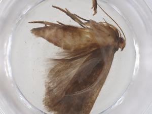  ( - CBG-A42514-F11)  @11 [ ] CreativeCommons - Attribution Share - Alike (2024) Centre for Biodiversity Genomics Centre for Biodiversity Genomics