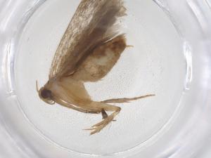  ( - CBG-A42514-F12)  @11 [ ] CreativeCommons - Attribution Share - Alike (2024) Centre for Biodiversity Genomics Centre for Biodiversity Genomics