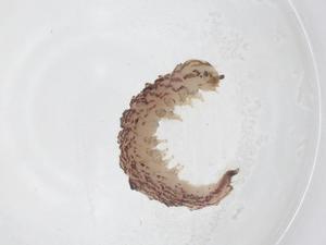  ( - CBG-A42528-A09)  @11 [ ] CreativeCommons - Attribution Share - Alike (2024) Centre for Biodiversity Genomics Centre for Biodiversity Genomics