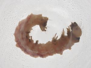  ( - CBG-A42528-G02)  @11 [ ] CreativeCommons - Attribution Share - Alike (2024) Centre for Biodiversity Genomics Centre for Biodiversity Genomics