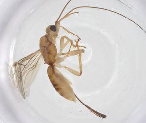  ( - CBG-A42532-C10)  @11 [ ] CreativeCommons - Attribution Share - Alike (2024) Centre for Biodiversity Genomics Centre for Biodiversity Genomics