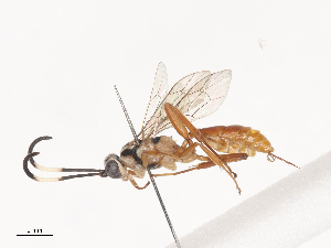  ( - CBG-A44353-B07)  @11 [ ] CreativeCommons - Attribution Share - Alike (2024) CBG Photography Group Centre for Biodiversity Genomics