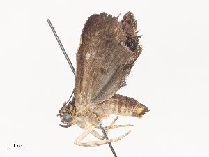  ( - CBG-A44353-D10)  @11 [ ] CreativeCommons - Attribution Share - Alike (2024) CBG Photography Group Centre for Biodiversity Genomics