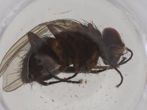  ( - CBG-A41405-B05)  @11 [ ] CreativeCommons - Attribution Share - Alike (2024) Centre for Biodiversity Genomics Centre for Biodiversity Genomics