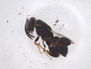  (chalMalaise01 Malaise6633 - CBG-A41410-G07)  @11 [ ] CreativeCommons - Attribution Share - Alike (2024) Centre for Biodiversity Genomics Centre for Biodiversity Genomics