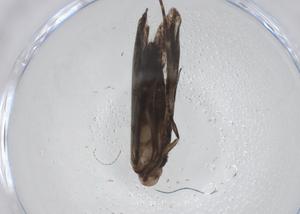  ( - CBG-A41422-D10)  @11 [ ] CreativeCommons - Attribution Share - Alike (2024) Centre for Biodiversity Genomics Centre for Biodiversity Genomics