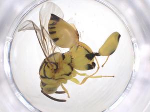  (chalMalaise01 Malaise2988 - CBG-A41425-F01)  @11 [ ] CreativeCommons - Attribution Share - Alike (2024) Centre for Biodiversity Genomics Centre for Biodiversity Genomics