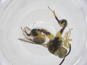  (chalMalaise01 Malaise2046 - CBG-A41426-D07)  @11 [ ] CreativeCommons - Attribution Share - Alike (2024) Centre for Biodiversity Genomics Centre for Biodiversity Genomics