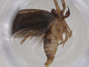  ( - CBG-A41427-D08)  @11 [ ] CreativeCommons - Attribution Share - Alike (2024) Centre for Biodiversity Genomics Centre for Biodiversity Genomics