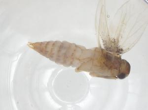  ( - CBG-A41430-A02)  @11 [ ] CreativeCommons - Attribution Share - Alike (2024) Centre for Biodiversity Genomics Centre for Biodiversity Genomics