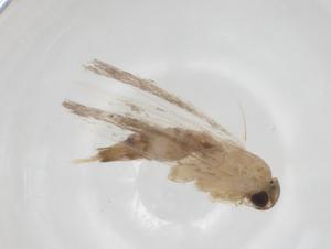  ( - CBG-A41430-B06)  @11 [ ] CreativeCommons - Attribution Share - Alike (2024) Centre for Biodiversity Genomics Centre for Biodiversity Genomics