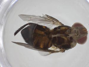  ( - CBG-A41430-B07)  @11 [ ] CreativeCommons - Attribution Share - Alike (2024) Centre for Biodiversity Genomics Centre for Biodiversity Genomics