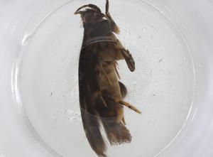  ( - CBG-A42888-A01)  @11 [ ] CreativeCommons - Attribution Share - Alike (2024) Centre for Biodiversity Genomics Centre for Biodiversity Genomics