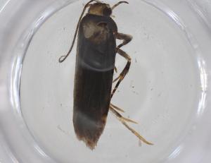  ( - CBG-A42888-D02)  @11 [ ] CreativeCommons - Attribution Share - Alike (2024) Centre for Biodiversity Genomics Centre for Biodiversity Genomics