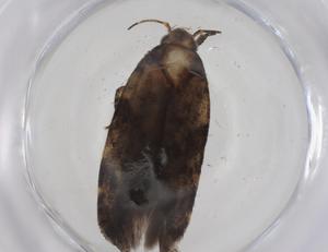  ( - CBG-A42888-D06)  @11 [ ] CreativeCommons - Attribution Share - Alike (2024) Centre for Biodiversity Genomics Centre for Biodiversity Genomics