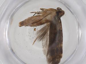  ( - CBG-A42888-E07)  @11 [ ] CreativeCommons - Attribution Share - Alike (2024) Centre for Biodiversity Genomics Centre for Biodiversity Genomics