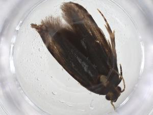  ( - CBG-A42888-G01)  @11 [ ] CreativeCommons - Attribution Share - Alike (2024) Centre for Biodiversity Genomics Centre for Biodiversity Genomics