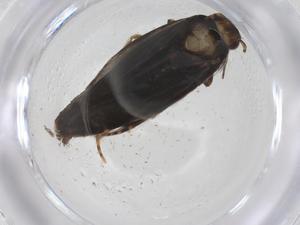  ( - CBG-A42888-G03)  @11 [ ] CreativeCommons - Attribution Share - Alike (2024) Centre for Biodiversity Genomics Centre for Biodiversity Genomics