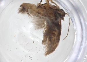  ( - CBG-A42891-H11)  @11 [ ] CreativeCommons - Attribution Share - Alike (2024) Centre for Biodiversity Genomics Centre for Biodiversity Genomics