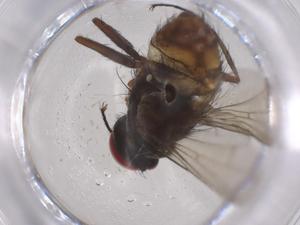  ( - CBG-A42897-E09)  @11 [ ] CreativeCommons - Attribution Share - Alike (2024) Centre for Biodiversity Genomics Centre for Biodiversity Genomics