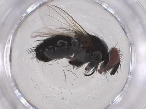  (tachMalaise01 Malalaise8550 - CBG-A42897-F07)  @11 [ ] CreativeCommons - Attribution Share - Alike (2024) Centre for Biodiversity Genomics Centre for Biodiversity Genomics