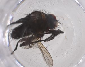  ( - CBG-A42897-G04)  @11 [ ] CreativeCommons - Attribution Share - Alike (2024) Centre for Biodiversity Genomics Centre for Biodiversity Genomics