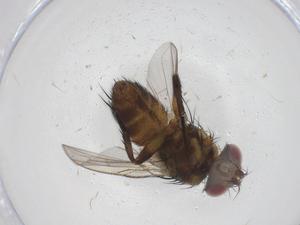  ( - CBG-A42899-F04)  @11 [ ] CreativeCommons - Attribution Share - Alike (2024) Centre for Biodiversity Genomics Centre for Biodiversity Genomics