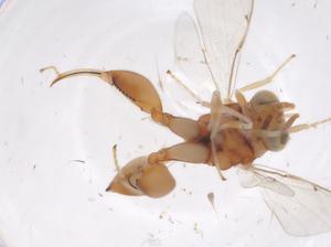  (chalMalaise01 Malaise0934 - CBG-A42904-G12)  @11 [ ] CreativeCommons - Attribution Share - Alike (2024) Centre for Biodiversity Genomics Centre for Biodiversity Genomics