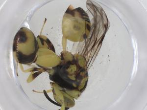  ( - CBG-A42913-D02)  @11 [ ] CreativeCommons - Attribution Share - Alike (2024) Centre for Biodiversity Genomics Centre for Biodiversity Genomics