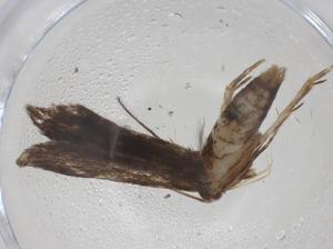  ( - CBG-A42913-G06)  @11 [ ] CreativeCommons - Attribution Share - Alike (2024) Centre for Biodiversity Genomics Centre for Biodiversity Genomics