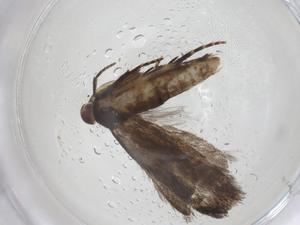  ( - CBG-A42913-H02)  @11 [ ] CreativeCommons - Attribution Share - Alike (2024) Centre for Biodiversity Genomics Centre for Biodiversity Genomics