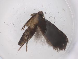  ( - CBG-A42914-A03)  @11 [ ] CreativeCommons - Attribution Share - Alike (2024) Centre for Biodiversity Genomics Centre for Biodiversity Genomics