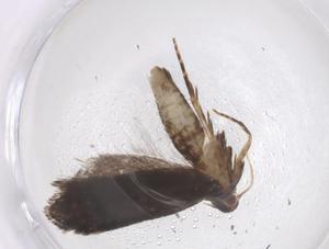  ( - CBG-A42914-A12)  @11 [ ] CreativeCommons - Attribution Share - Alike (2024) Centre for Biodiversity Genomics Centre for Biodiversity Genomics