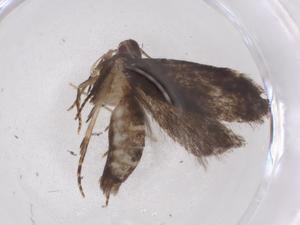  ( - CBG-A42914-B08)  @11 [ ] CreativeCommons - Attribution Share - Alike (2024) Centre for Biodiversity Genomics Centre for Biodiversity Genomics