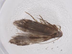  ( - CBG-A42914-B10)  @11 [ ] CreativeCommons - Attribution Share - Alike (2024) Centre for Biodiversity Genomics Centre for Biodiversity Genomics